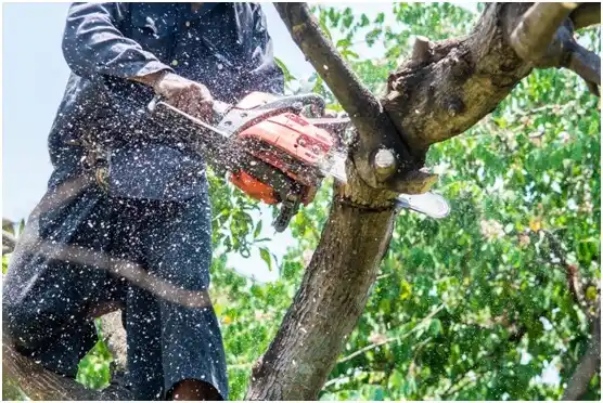 tree services Myrtle Creek